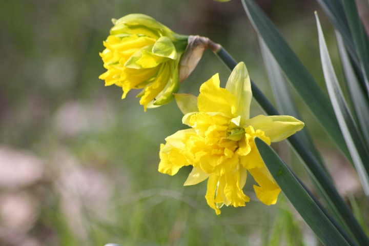 narciso sp2?